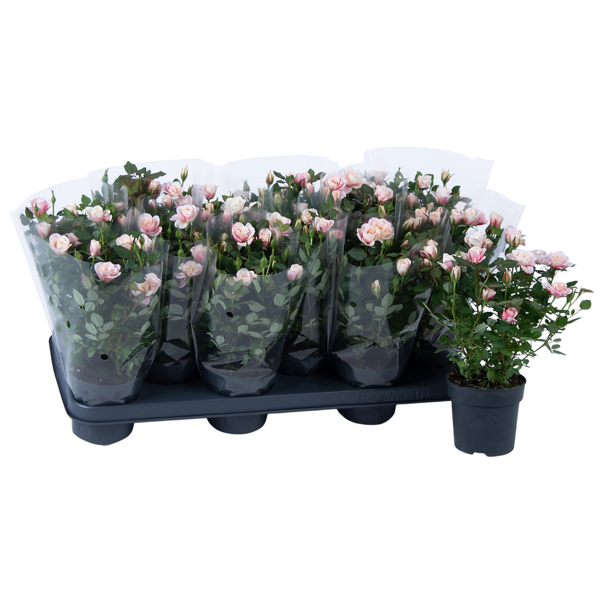 Rosa victory Piia 28cm 10.5cm Pot