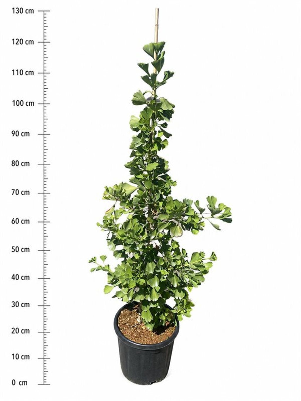 Ginkgo bil. Fast. Blagon 100cm 32cm Pot