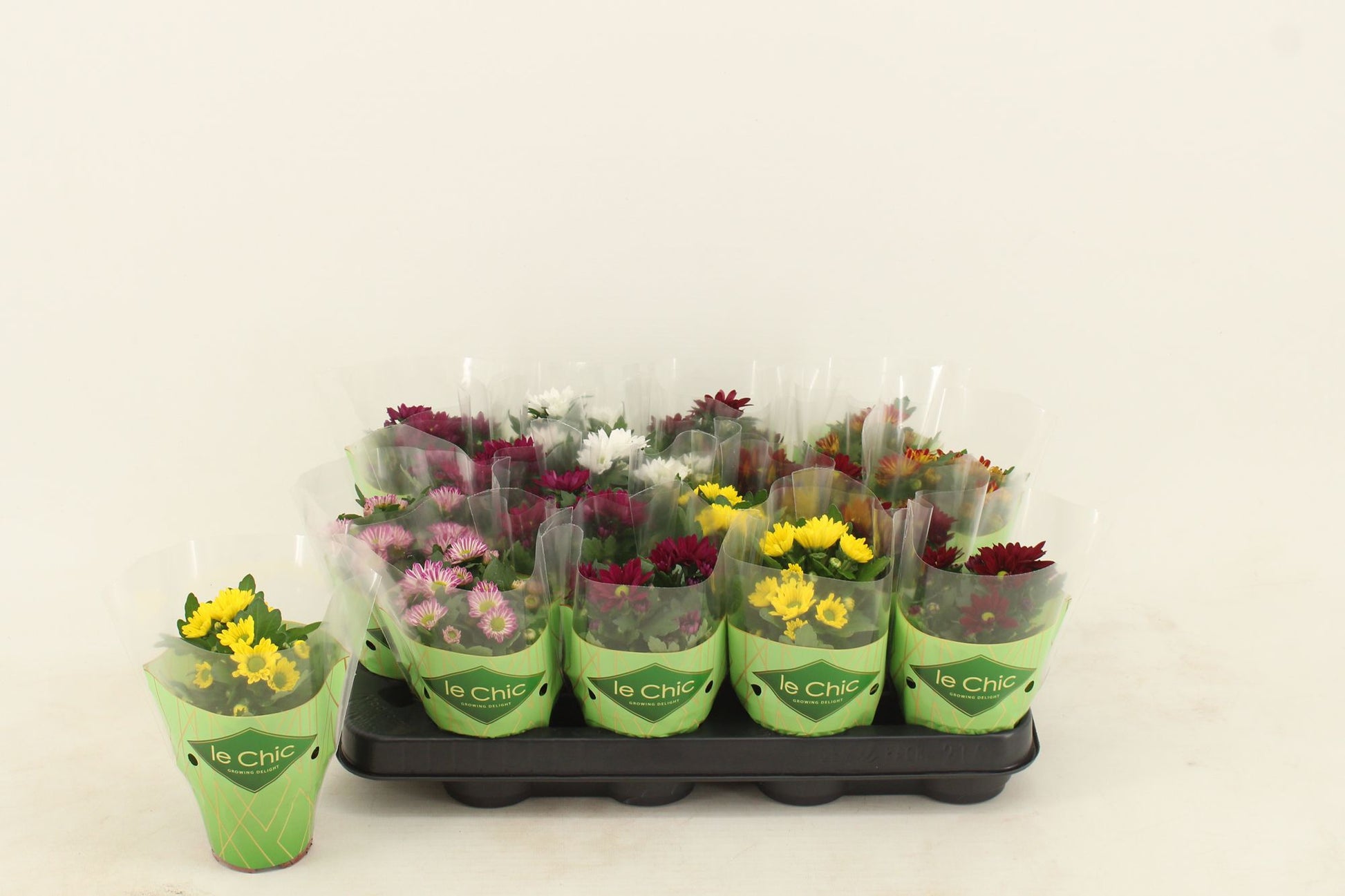 Chrysanthemum Swifty mix 17cm 8cm Pot