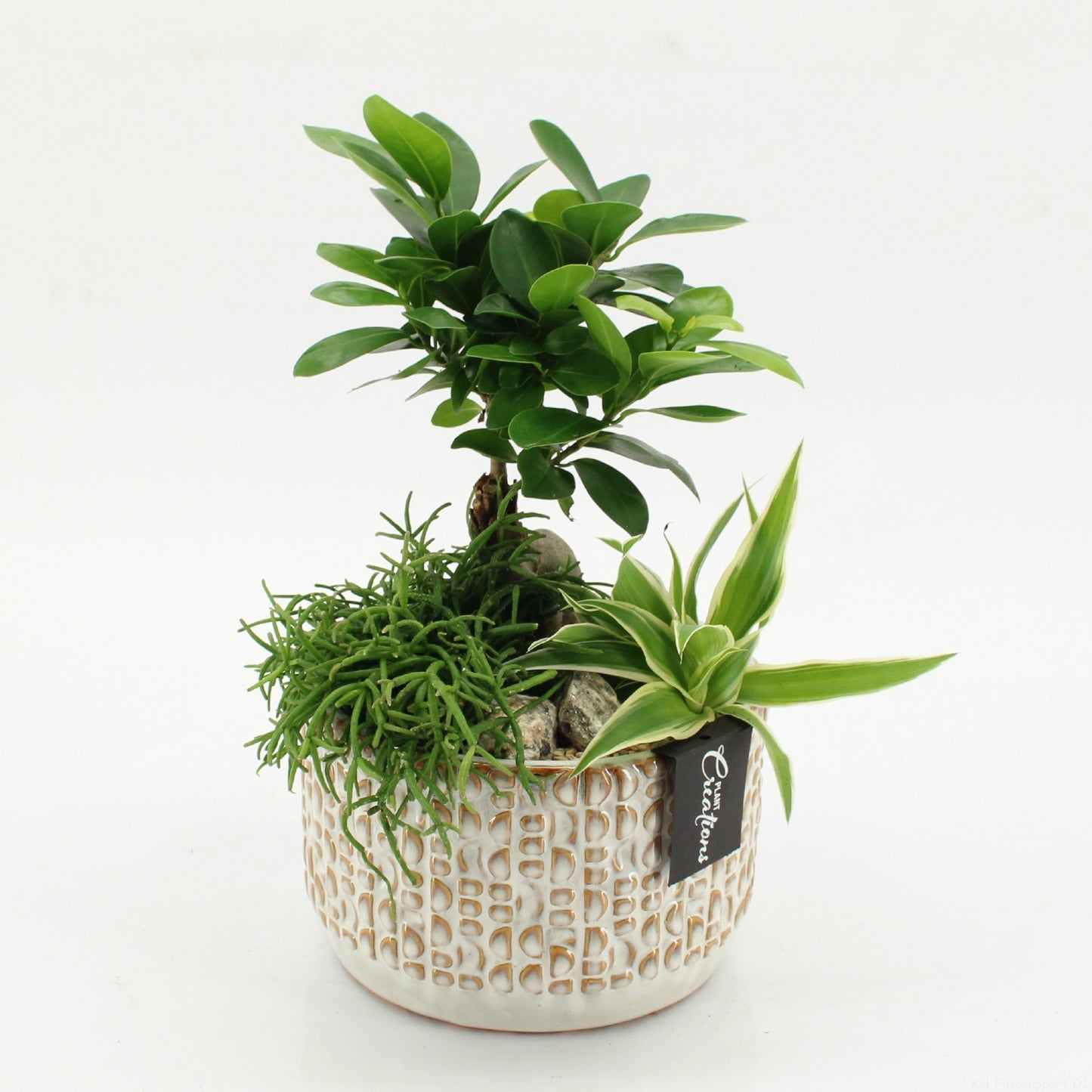 Indoor green arrangement 30cm 17cm Pot