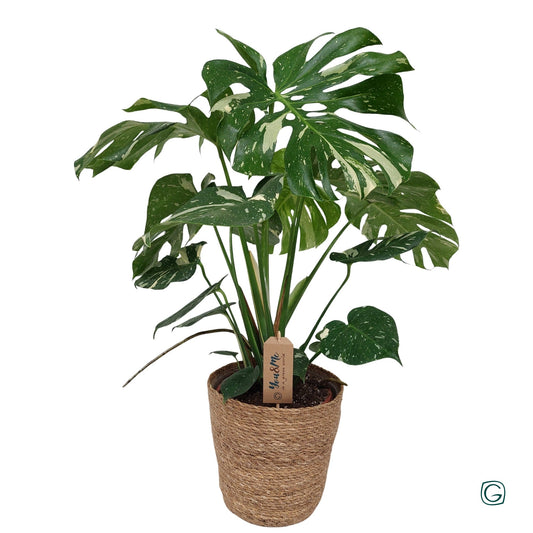 Monstera Thai Constellation 80cm 21cm Pot