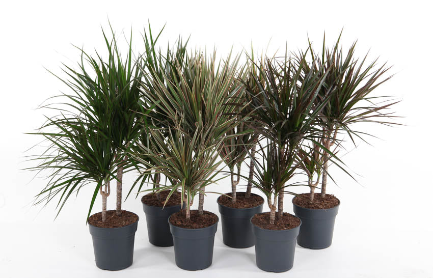 Dracaena mix 80cm 19cm Pot