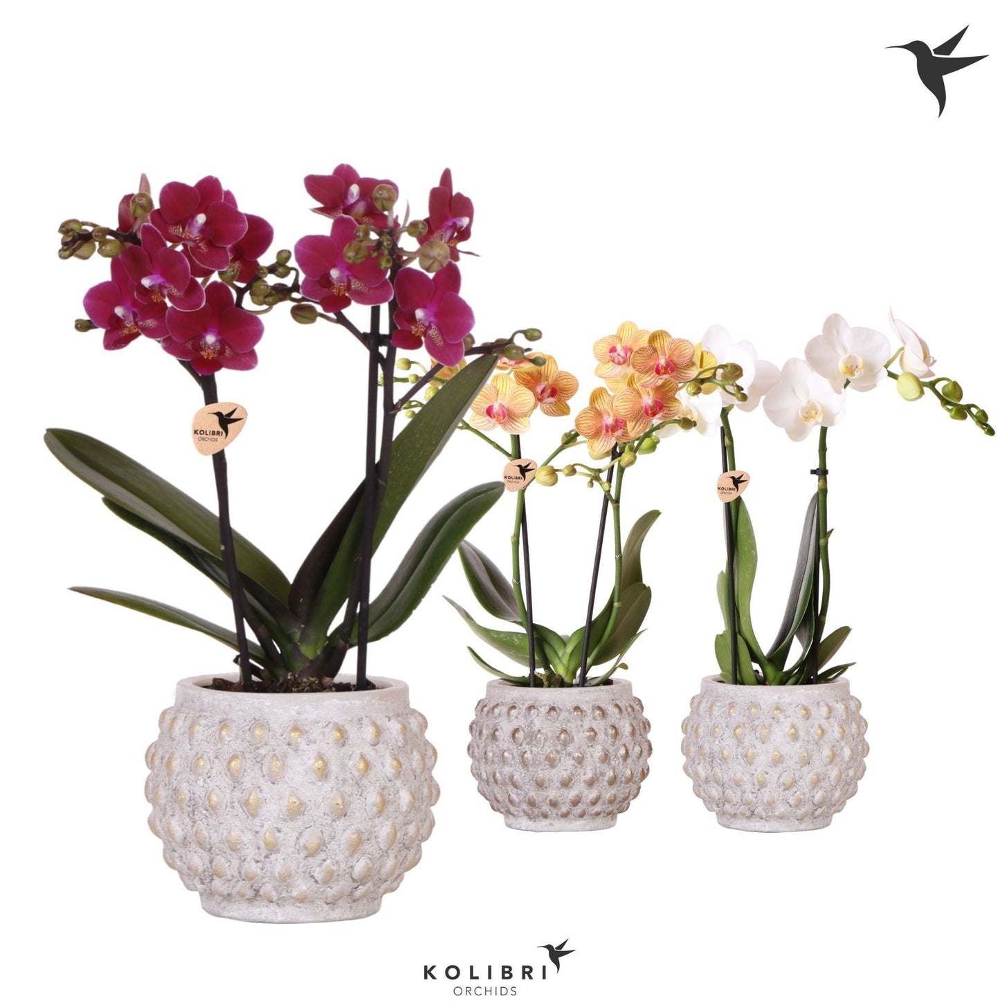 Phalaenopsis mix 40cm 9cm Pot