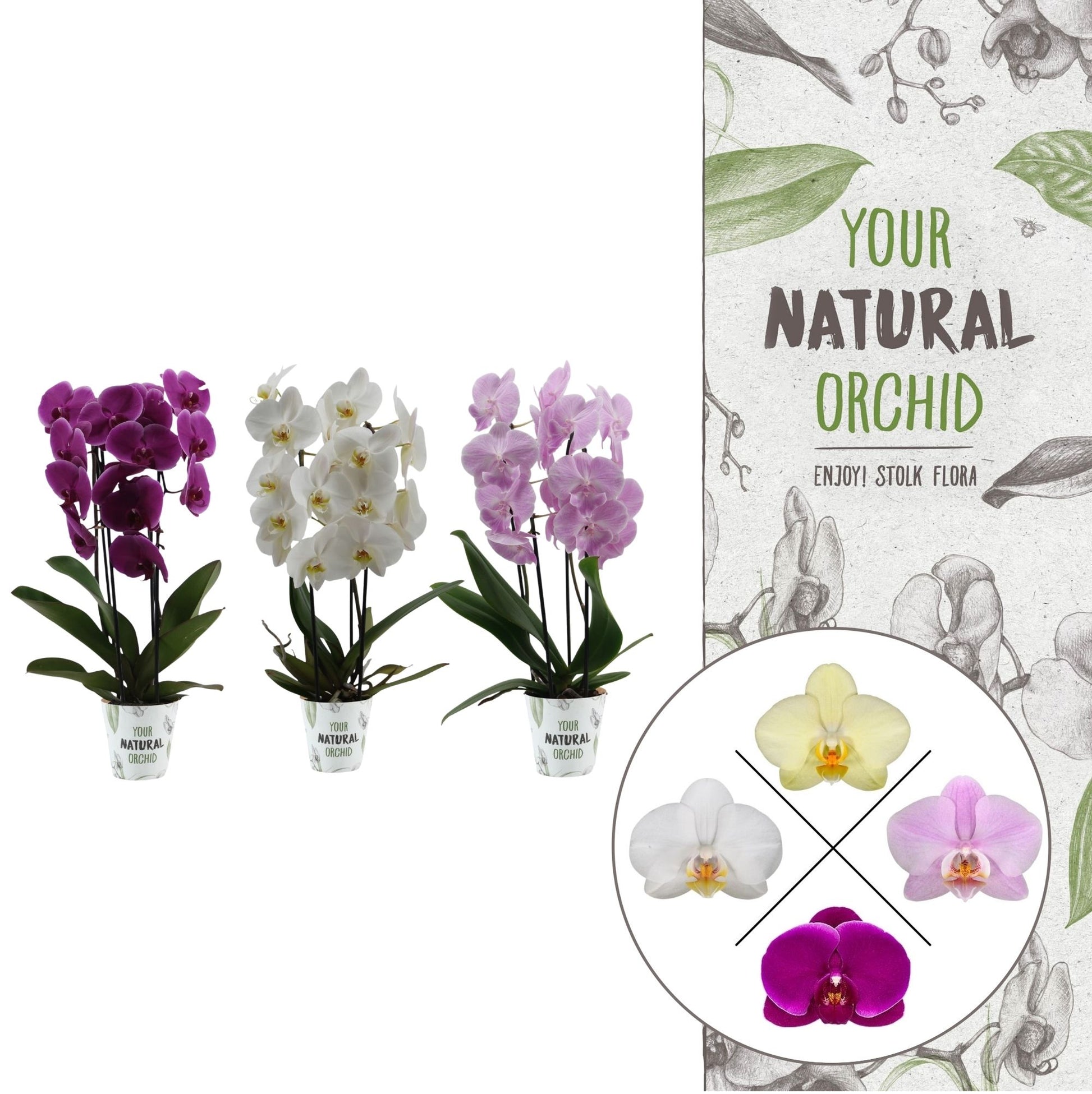 Stolk Flora BV Phalaenopsis mix cascade Pack of 6