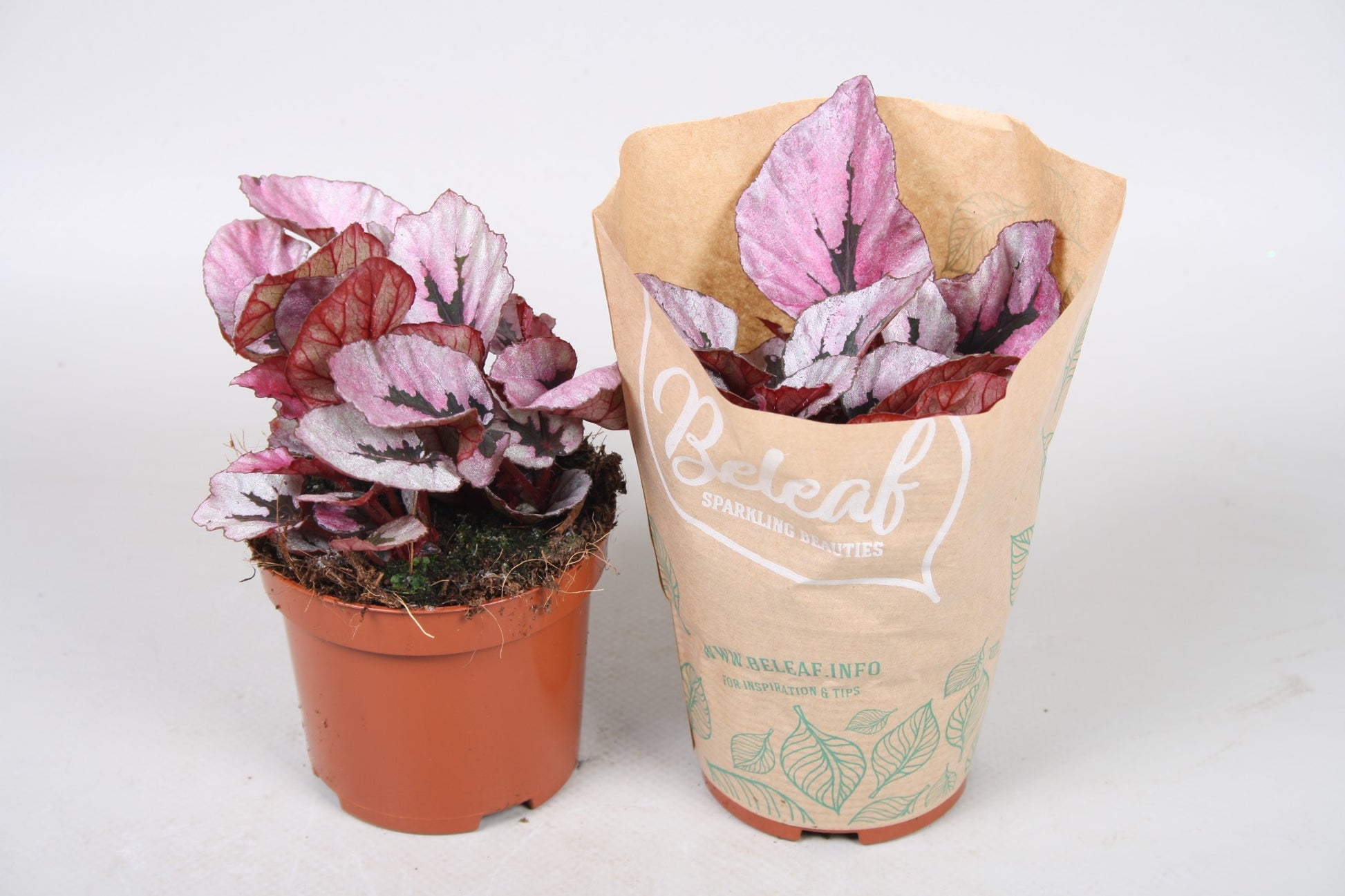 Begonia Beleaf Indian Summer 15cm 9cm Pot