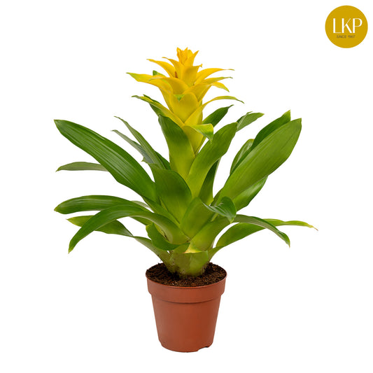 LKP plants Guzmania Diana Pack of 11
