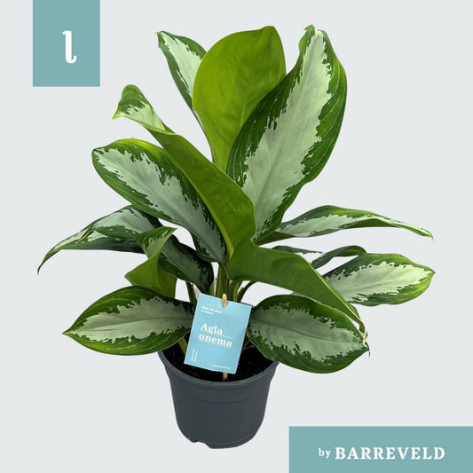 Aglaonema Diamond Bay 60cm 17cm Pot