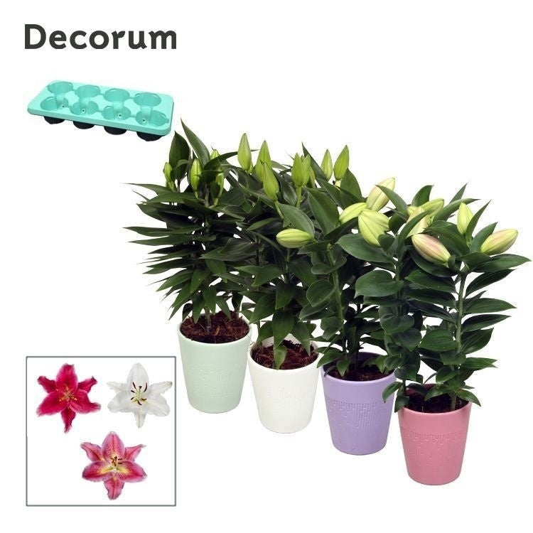 Lilium oriental mix 45cm 13cm Pot