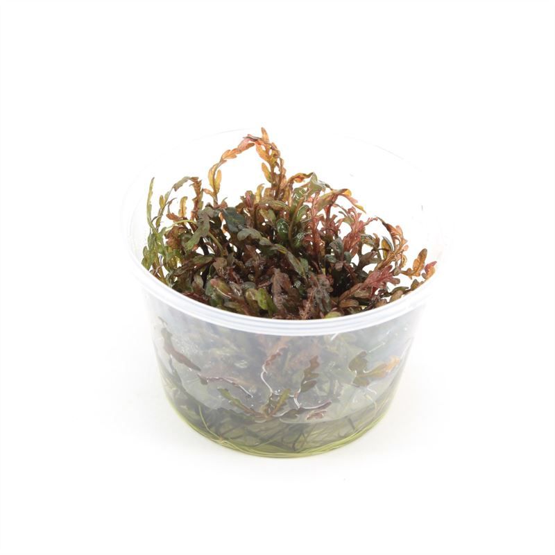 Waterplkw R. Moerings Hygrophila polysperma Pack of 3