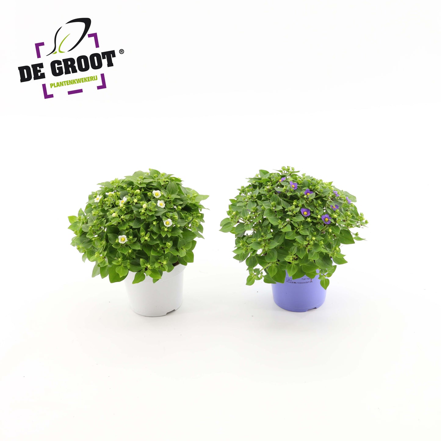 Exacum affine 20cm 12cm Pot