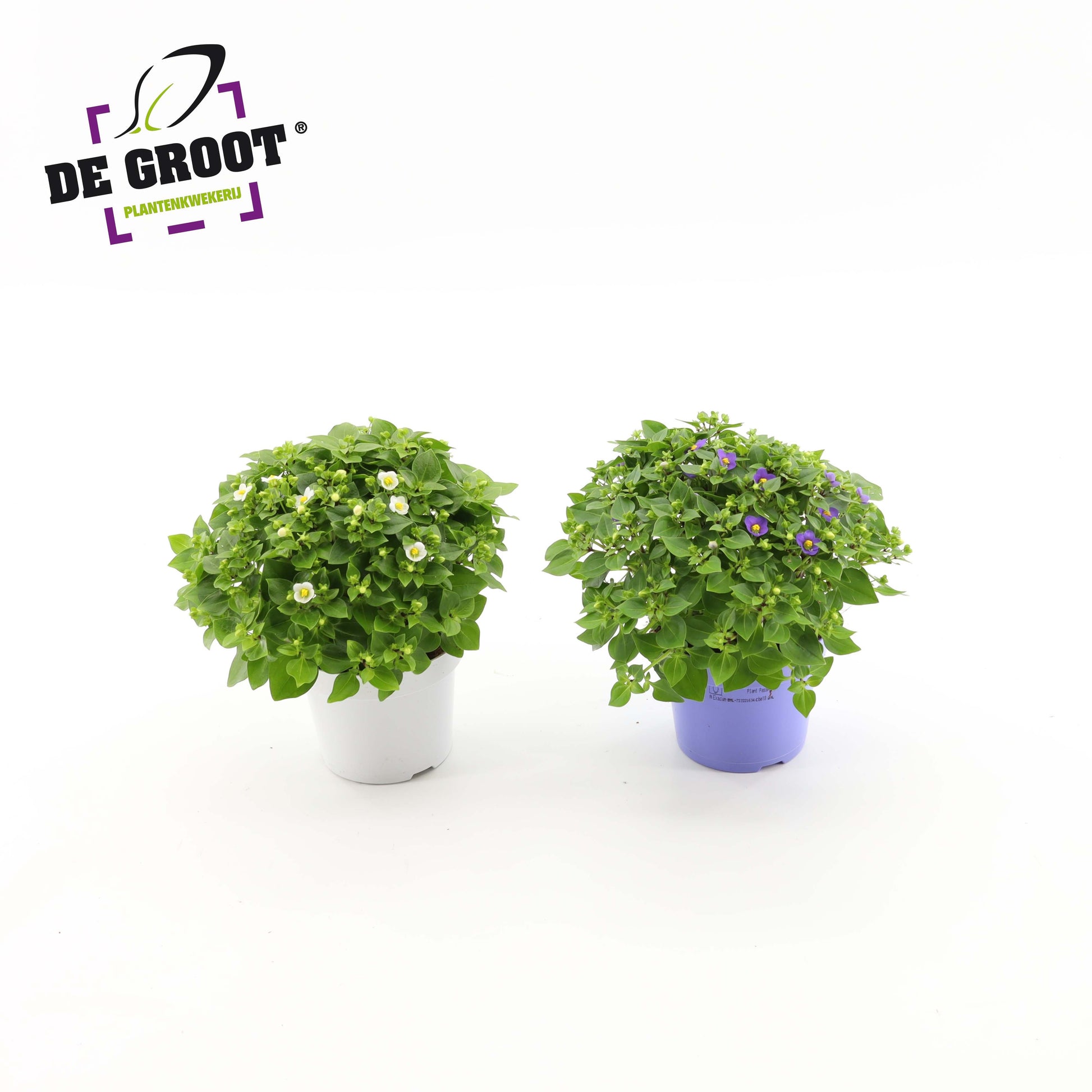 Exacum affine 20cm 12cm Pot