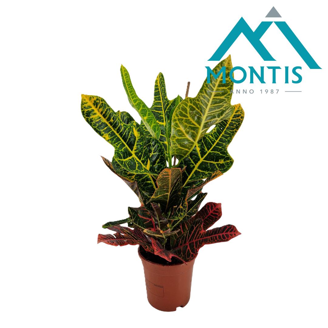 Codiaeum Excellent 60cm 17cm Pot