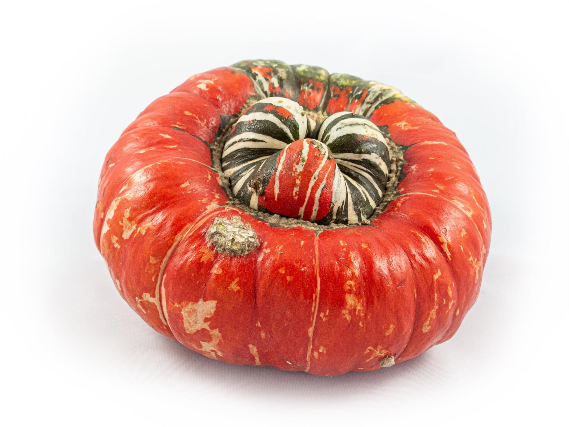 Cucurbita Turkisch Turban mix 20cm 20cm Pot