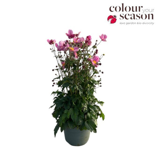 Anemone hupehensis 50cm 19cm Pot