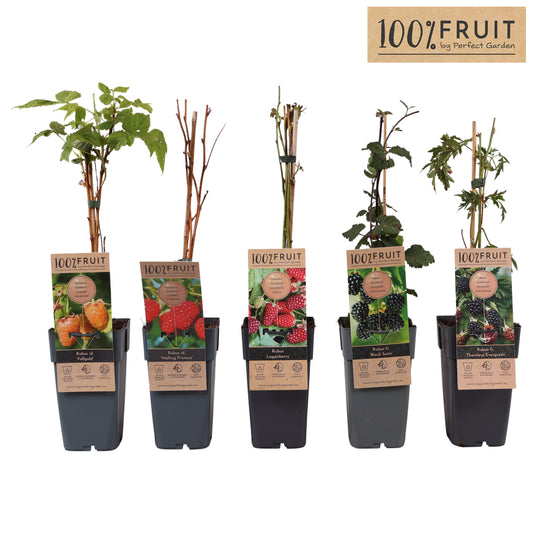 Rubus mix 65cm 15cm Pot