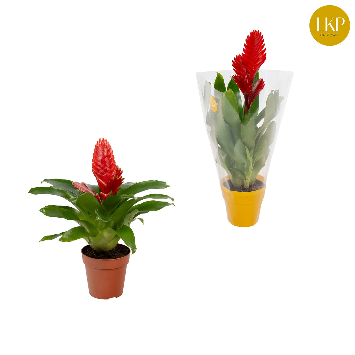 Vriesea Christiane 30cm 10.5cm Pot