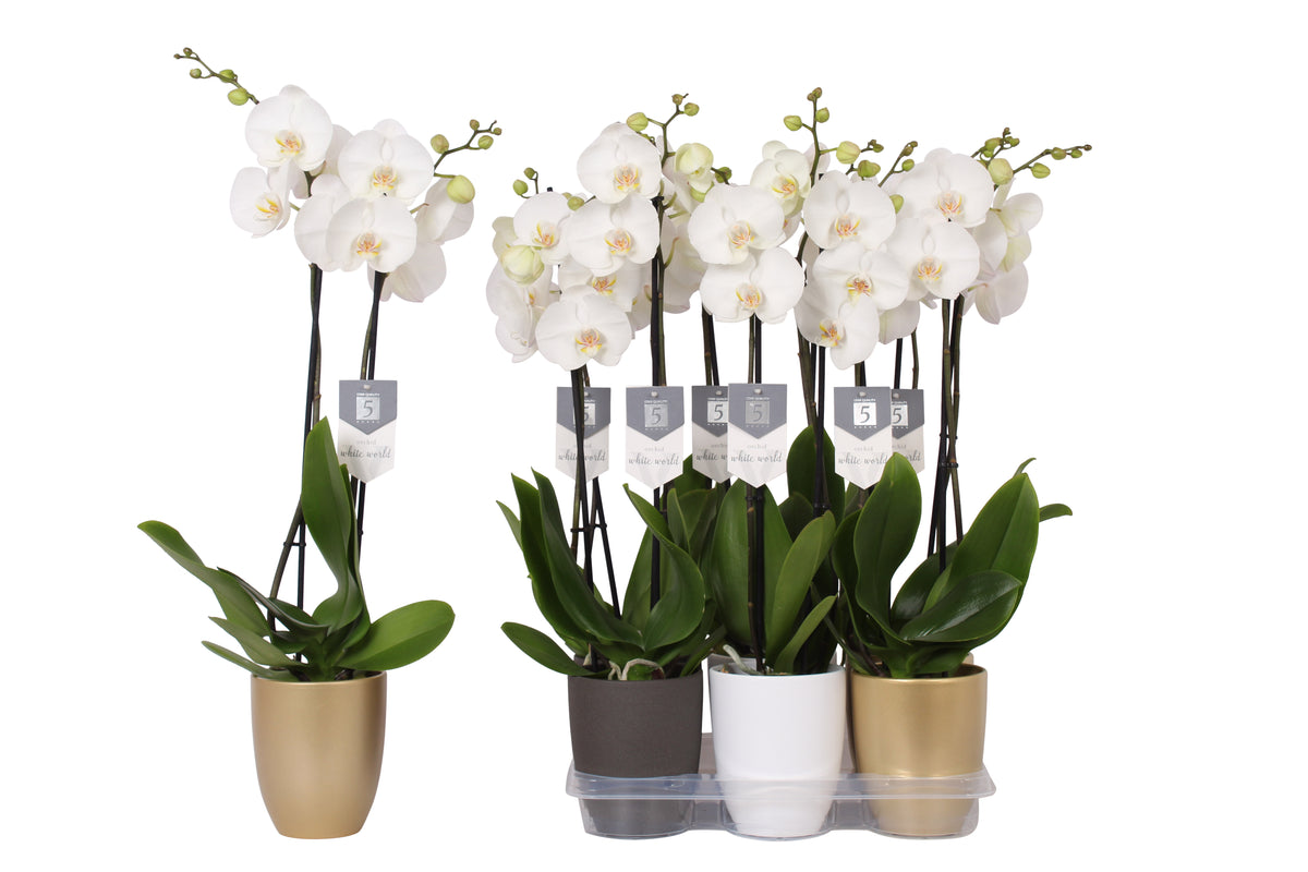 Phalaenopsis white (+ drp.ceramic) 60cm 12cm Pot