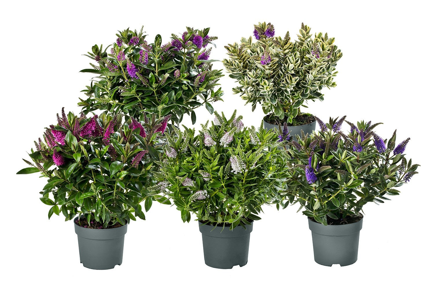 Hebe Addenda mix 35cm 17cm Pot