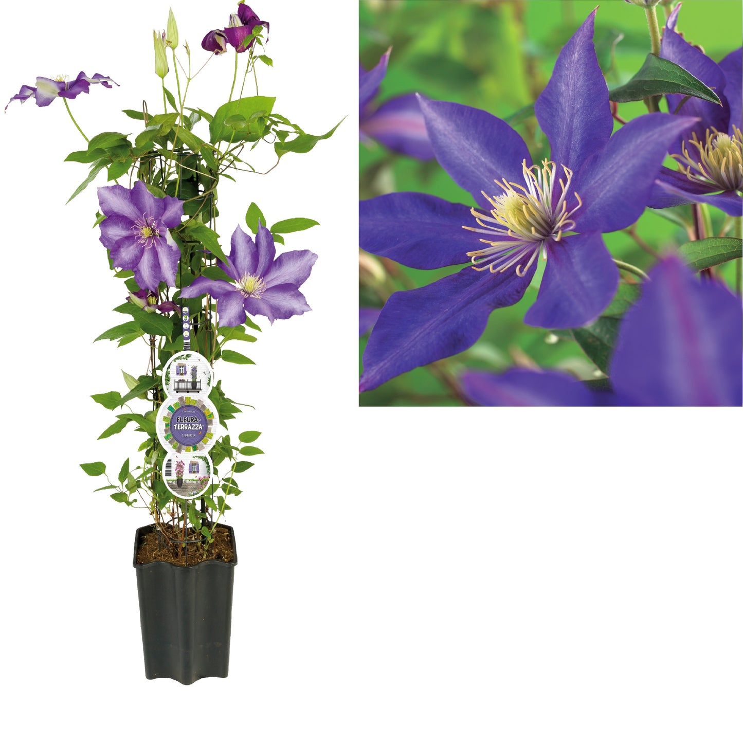 Clematis Daniel Deronda 75cm 19cm Pot