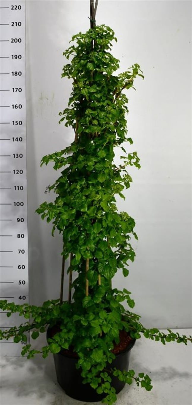 Hydrangea petiolaris 190cm 40cm Pot