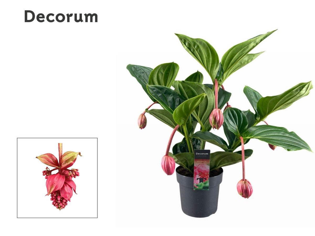 Medinilla Flamenco 55cm 17cm Pot