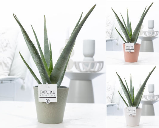 Aloe vera 40cm 12cm Pot