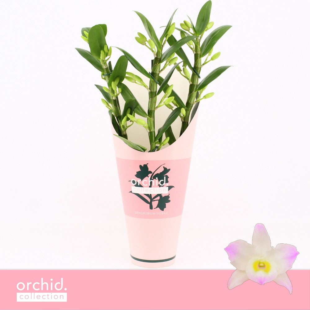 Dendrobium Kumiko 40cm 12cm Pot