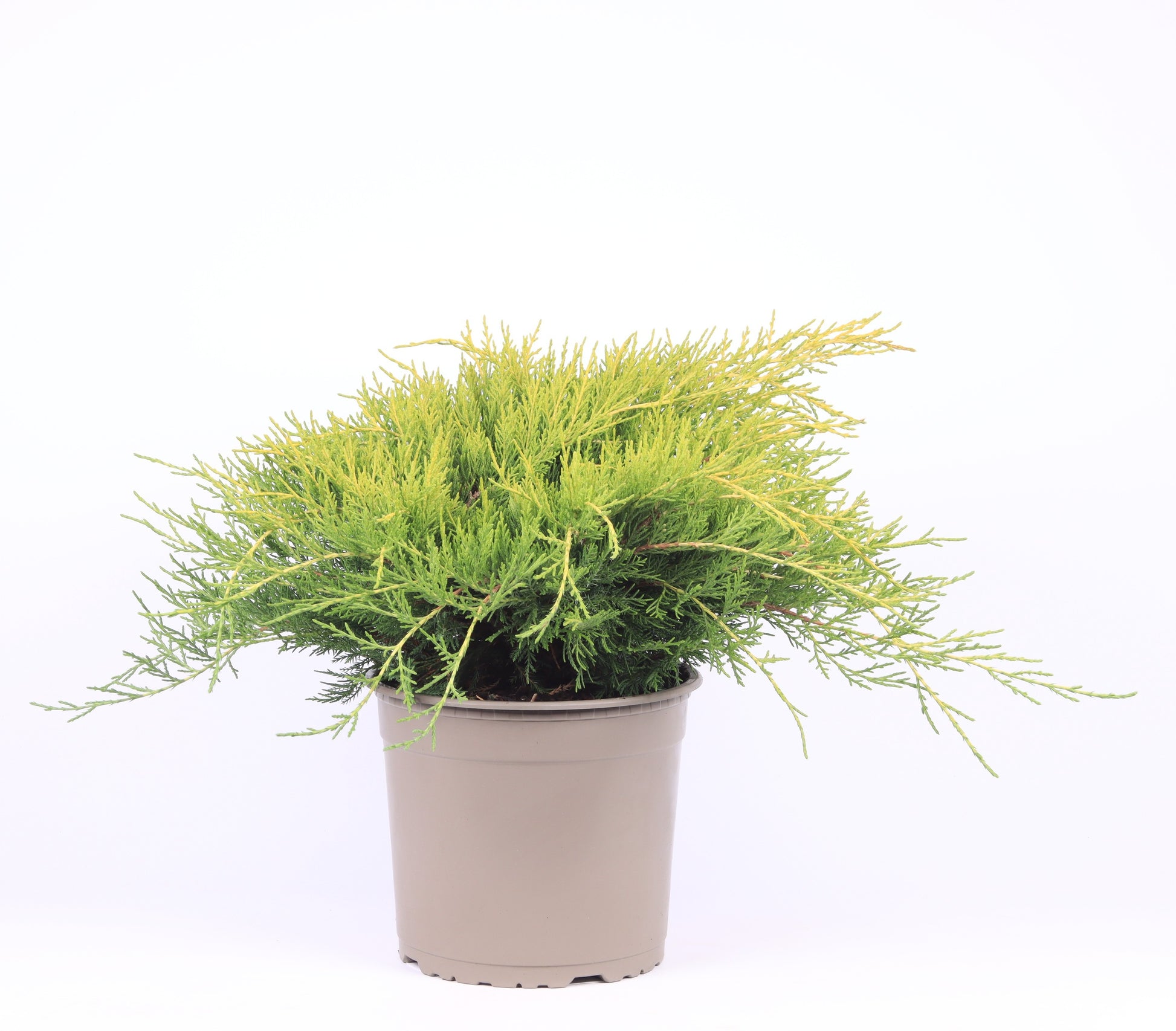 Juniperus Old Gold 40cm 23cm Pot