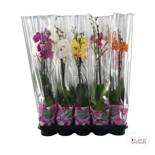 Phalaenopsis mix 45cm 12cm Pot