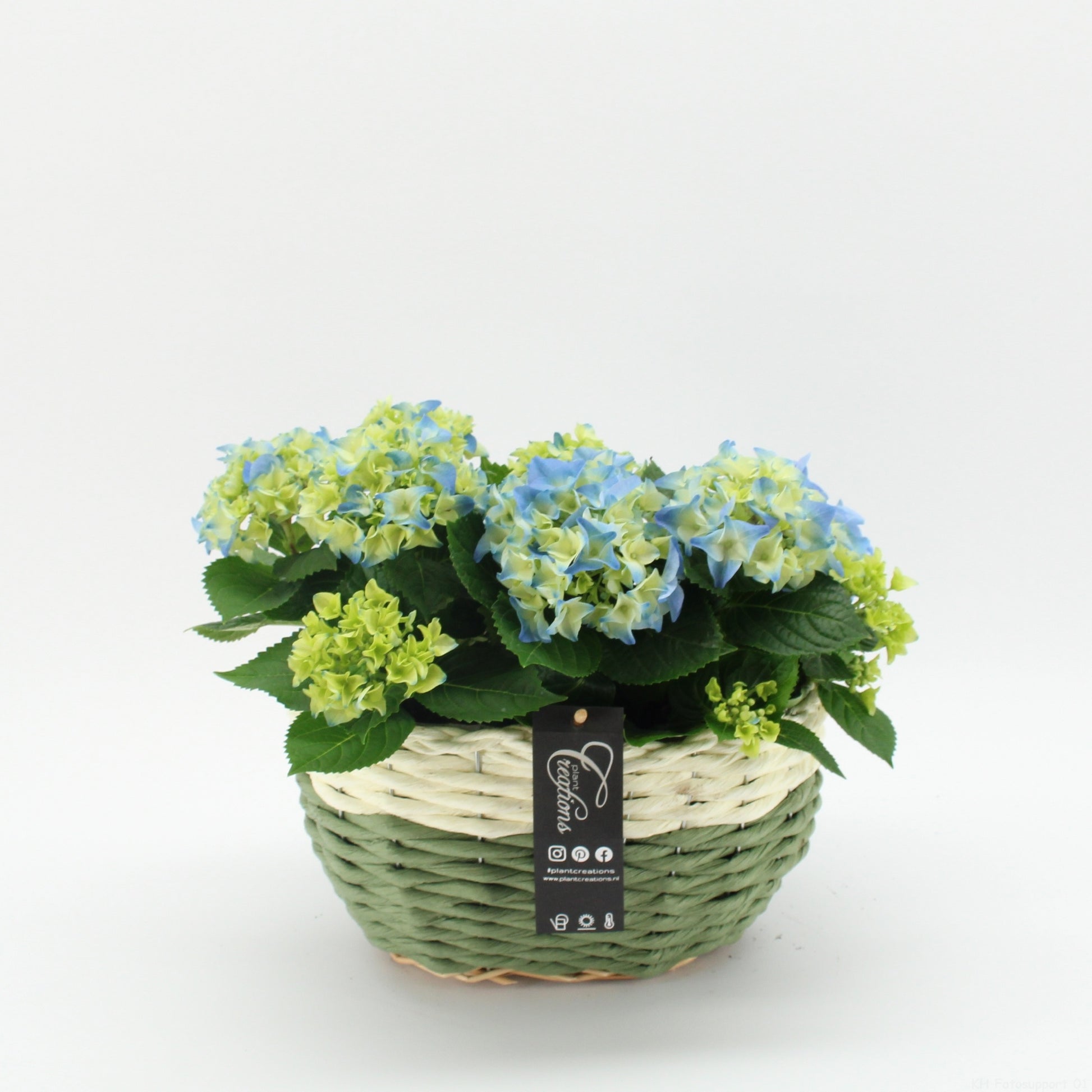 KHCR-2621B Hydrangea creatie 35cm 27cm Pot