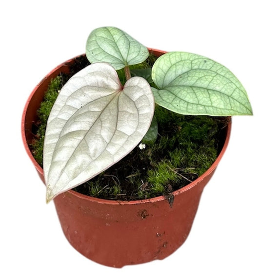 Anthurium Luxurians 15cm 510cm Pot