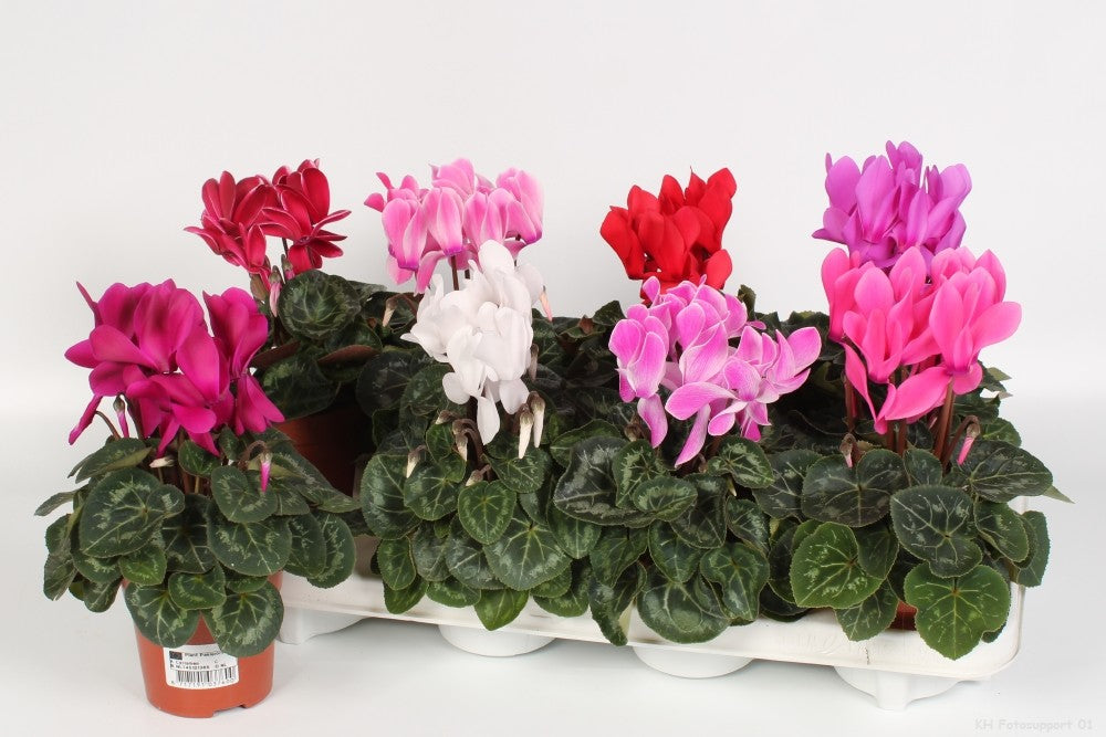 Cyclamen Allure 21cm 510cm Pot