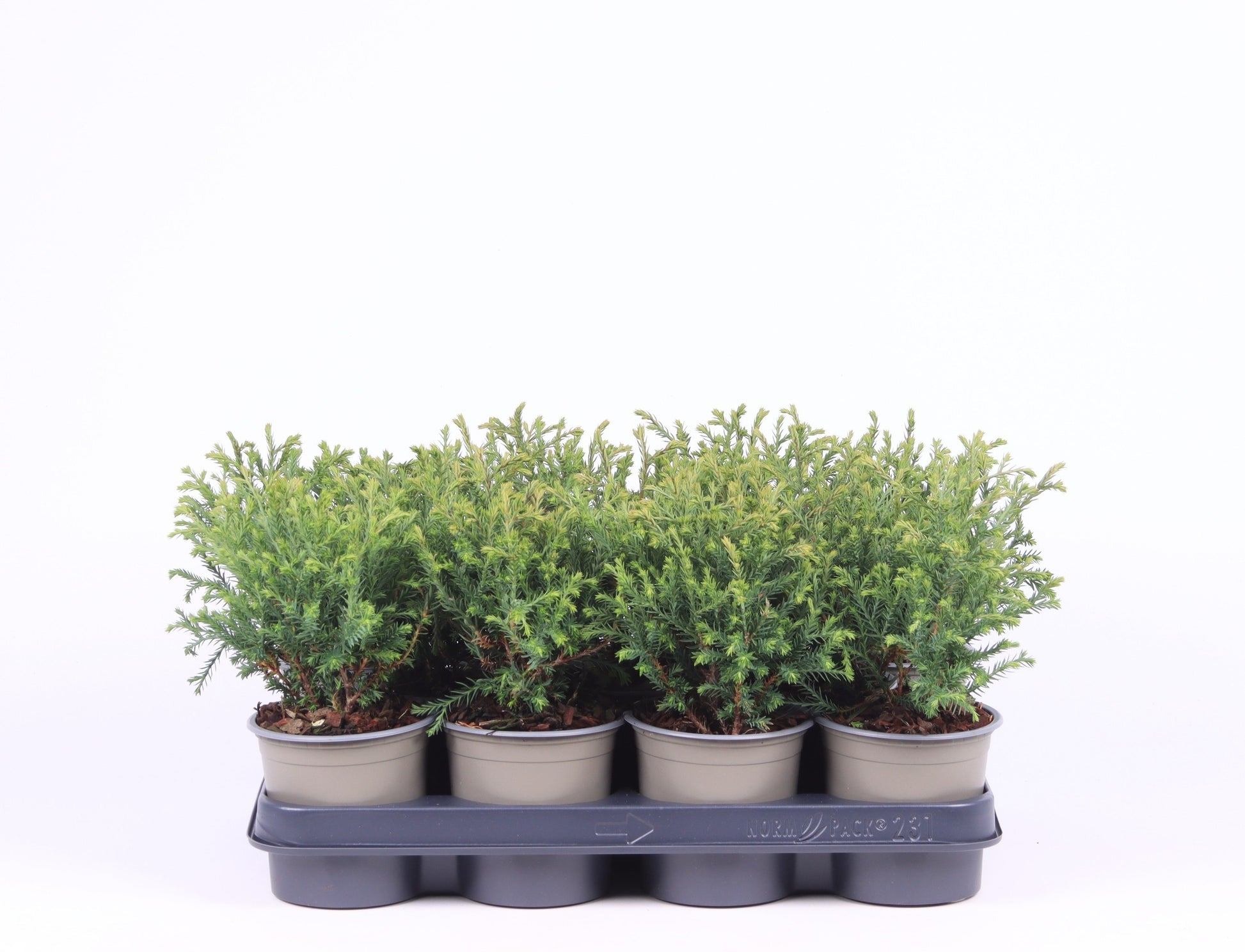 Thuja occidentalis Mr. Bowling Ball 25cm 11cm Pot