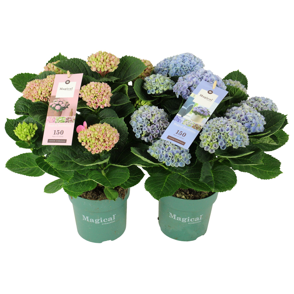 Hydrangea macrophylla Magical Revolution 35cm 14cm Pot