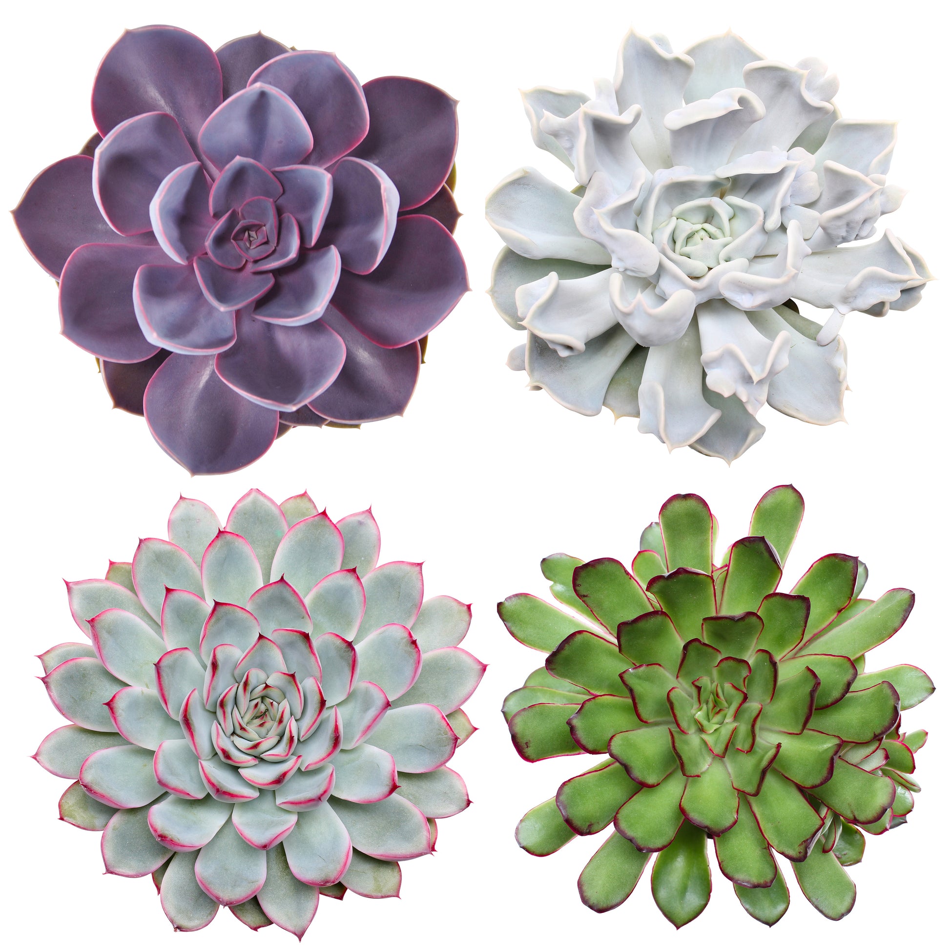 Echeveria mix 12cm 12cm Pot