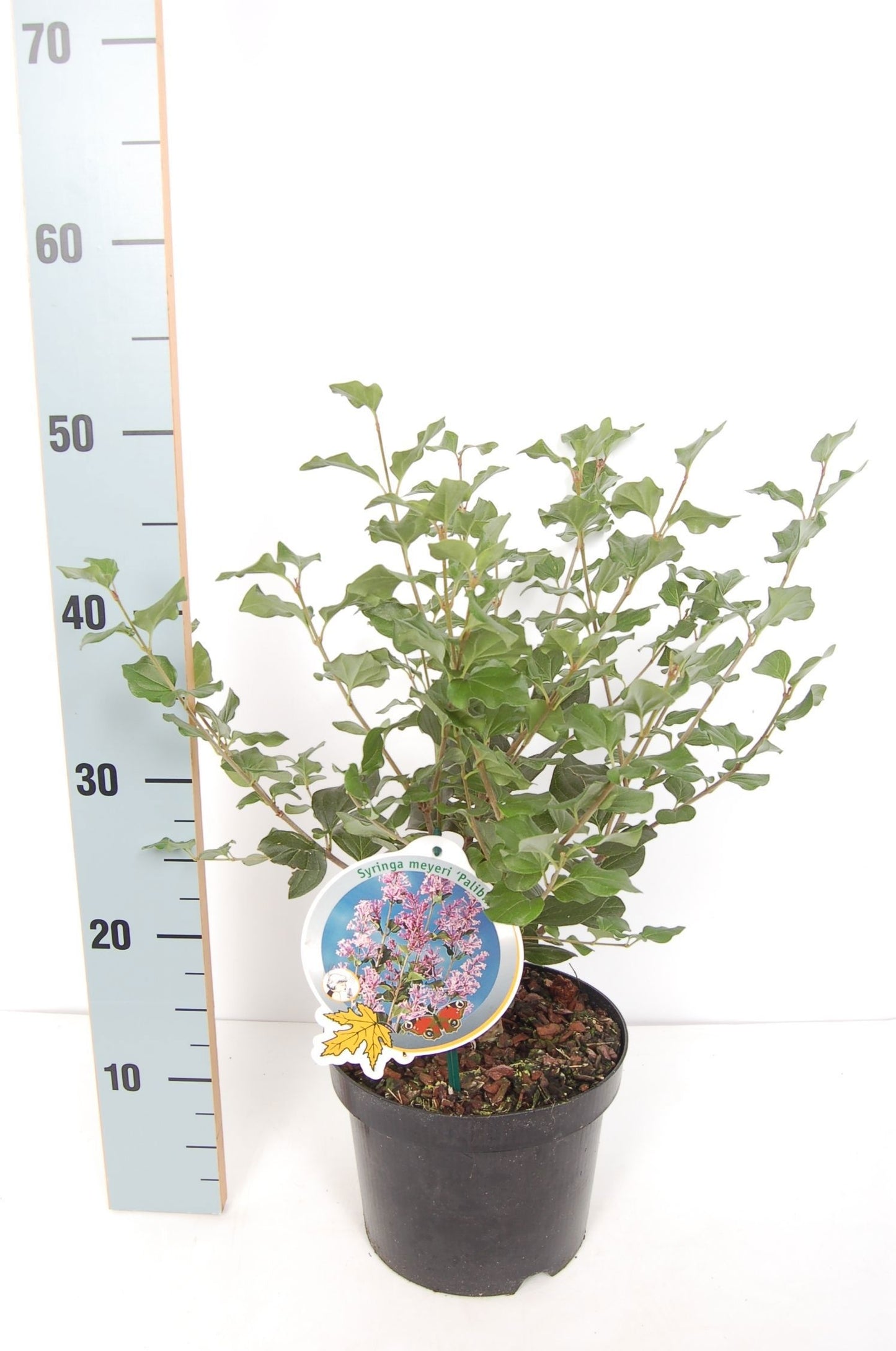 Syringa meyeri Palibin 60cm 19cm Pot