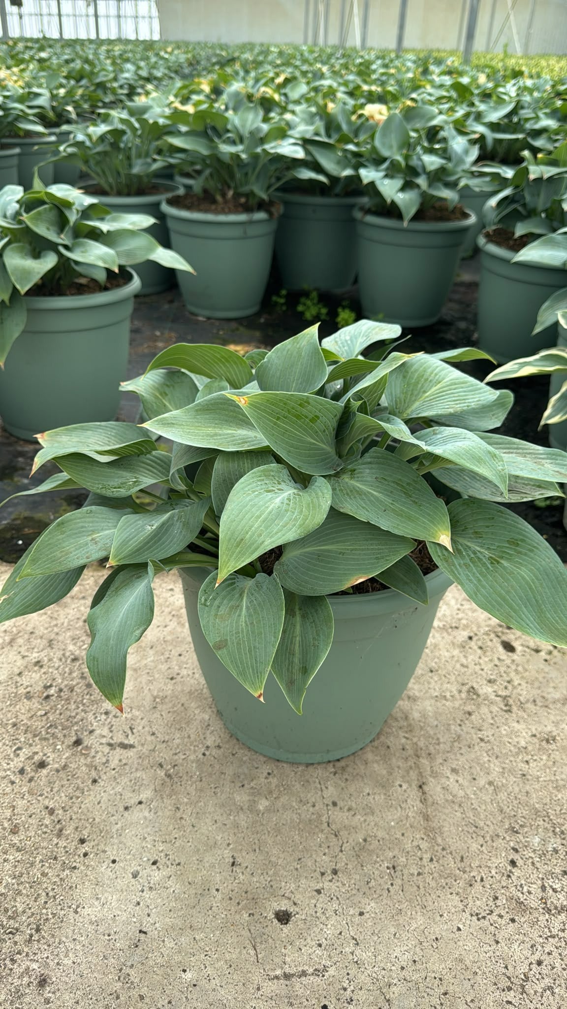 Woudenberg, VOF Gebr. van Hosta tardiana Halcyon Pack of 1