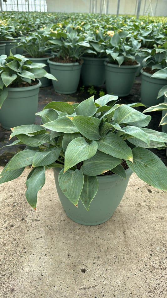 Woudenberg, VOF Gebr. van Hosta tardiana Halcyon Pack of 1