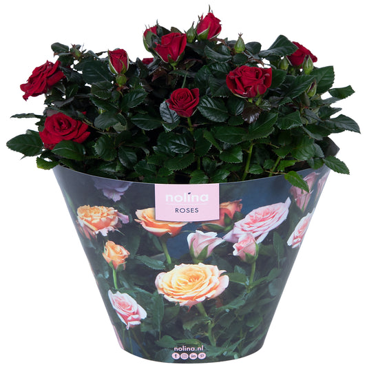Rosa red 38cm 23cm Pot
