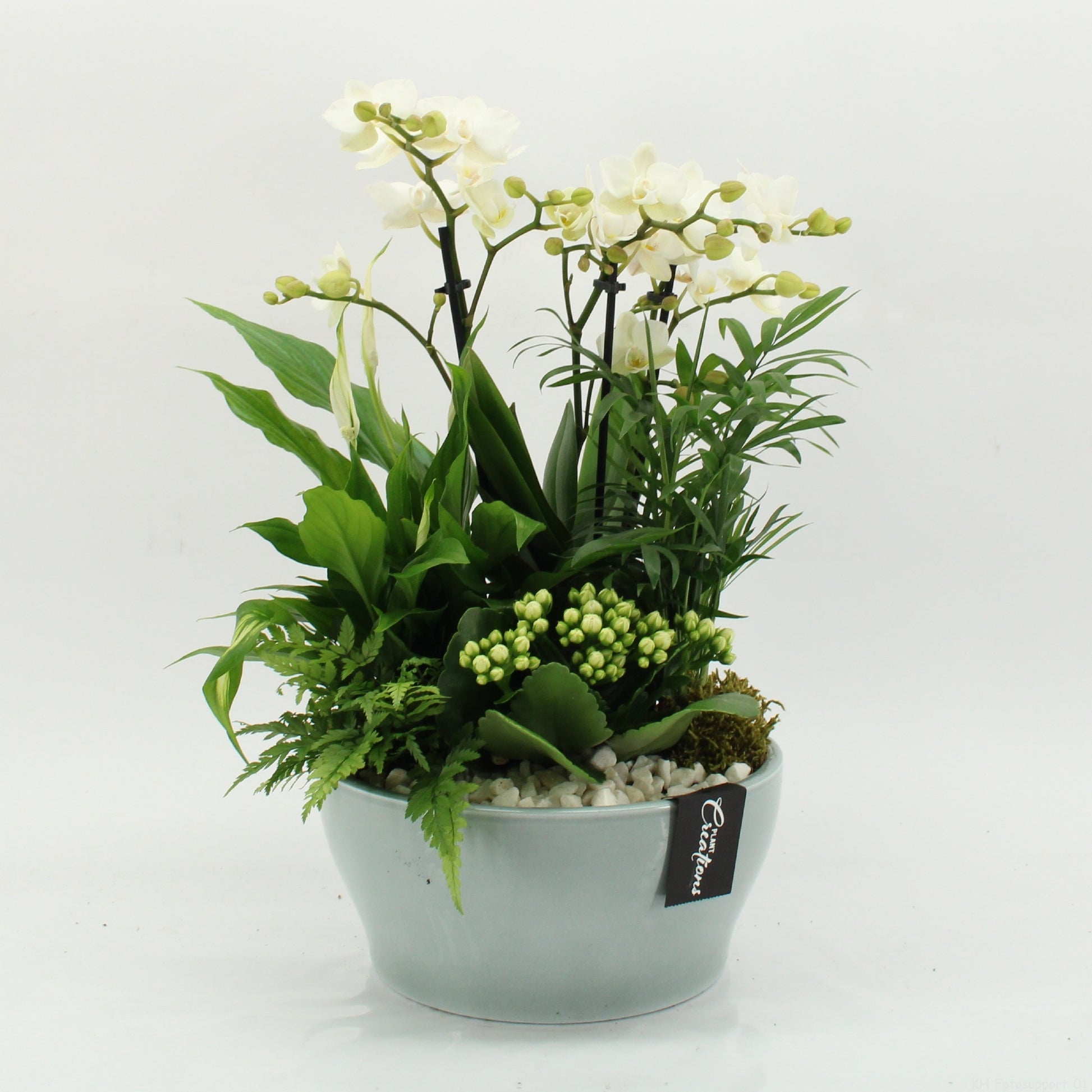 PHAL-2629W Phalaenopsis creatie 45cm 22cm Pot