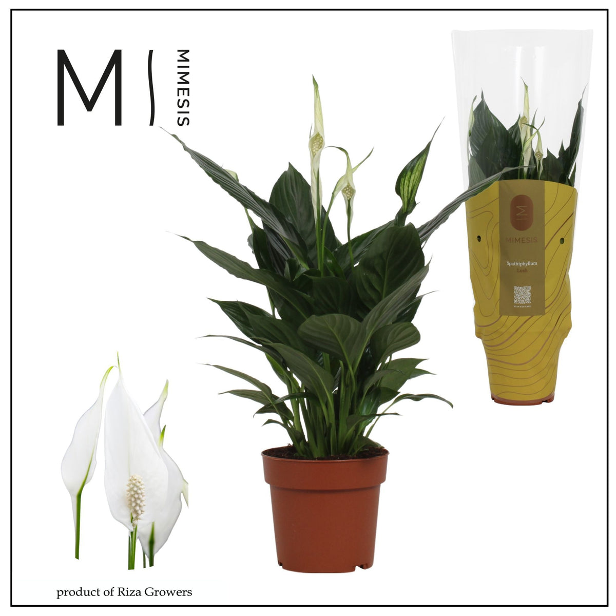 Spathiphyllum Pico Cupido 50cm 13cm Pot