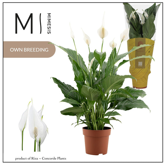 Spathiphyllum Sweet Chico 55cm 13cm Pot