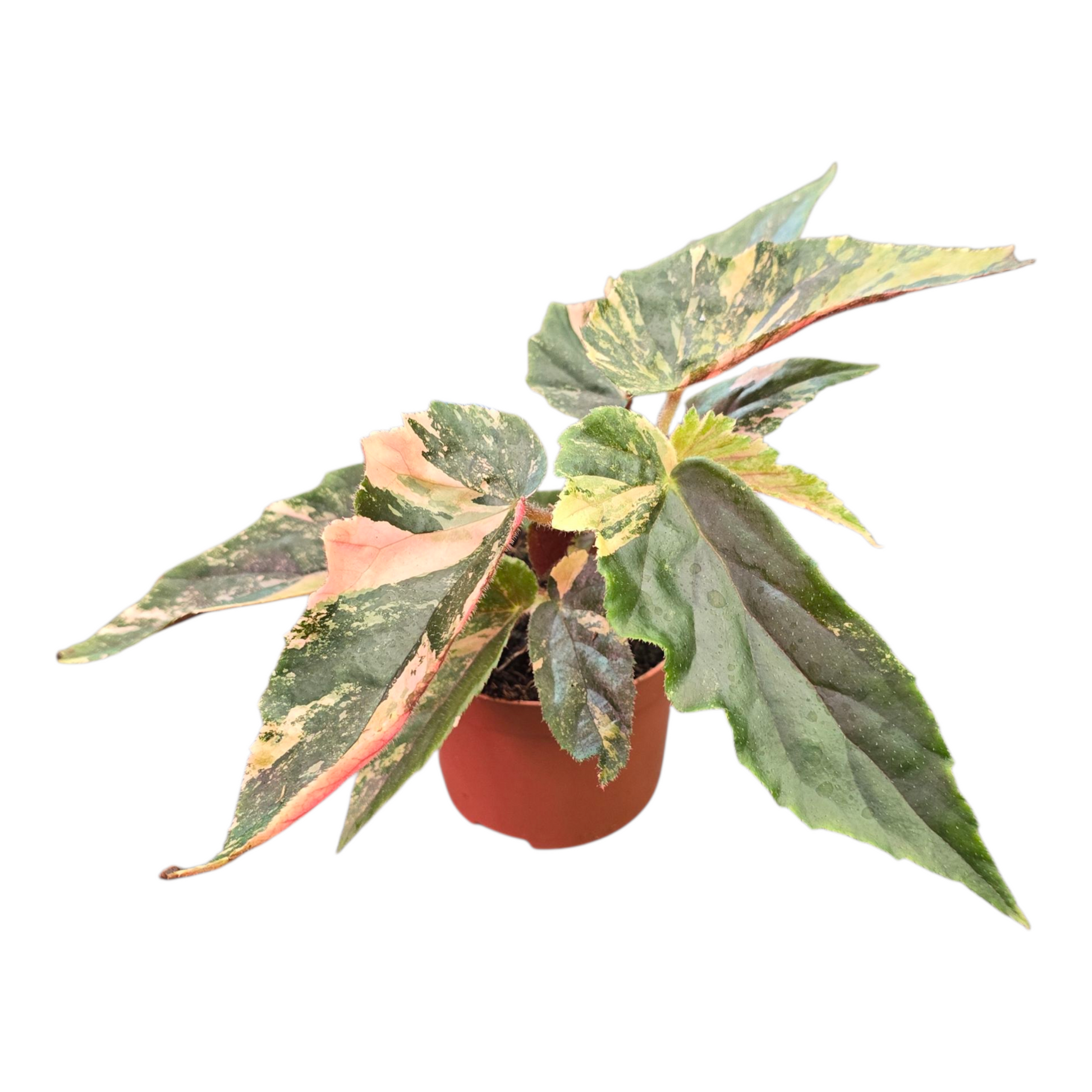Begonia Cottage Bright Red 15cm 7cm Pot