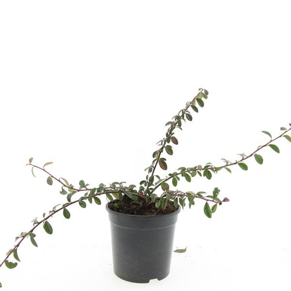 Cotoneaster dam. Miranda 10cm 14cm Pot