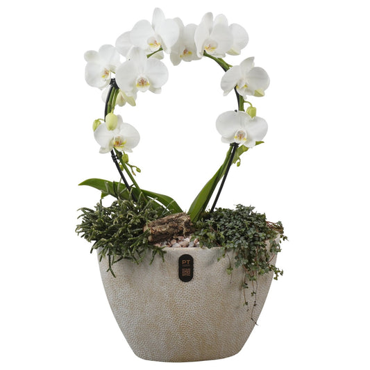 Indoor arrangement 61cm 33cm Pot