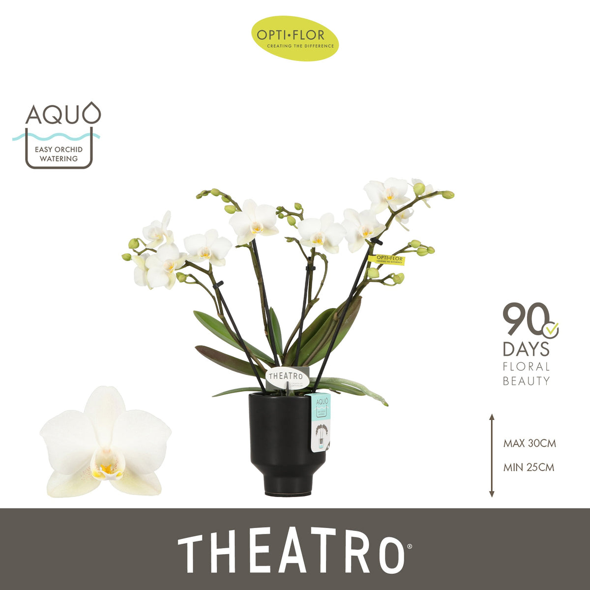 Phalaenopsis multiflora white 30cm 7cm Pot
