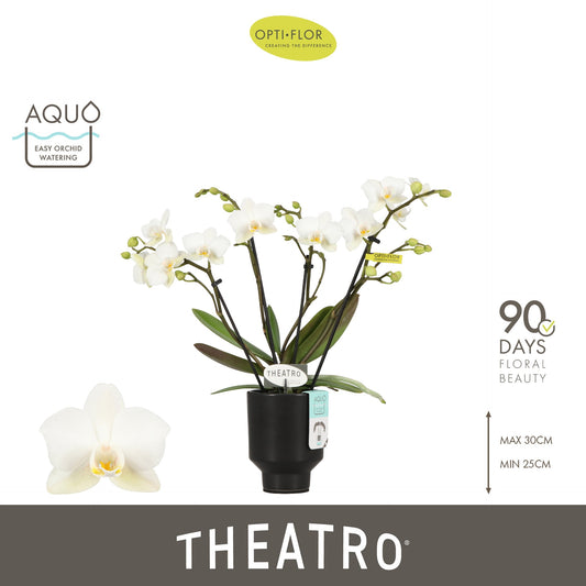Phalaenopsis multiflora white 30cm 7cm Pot