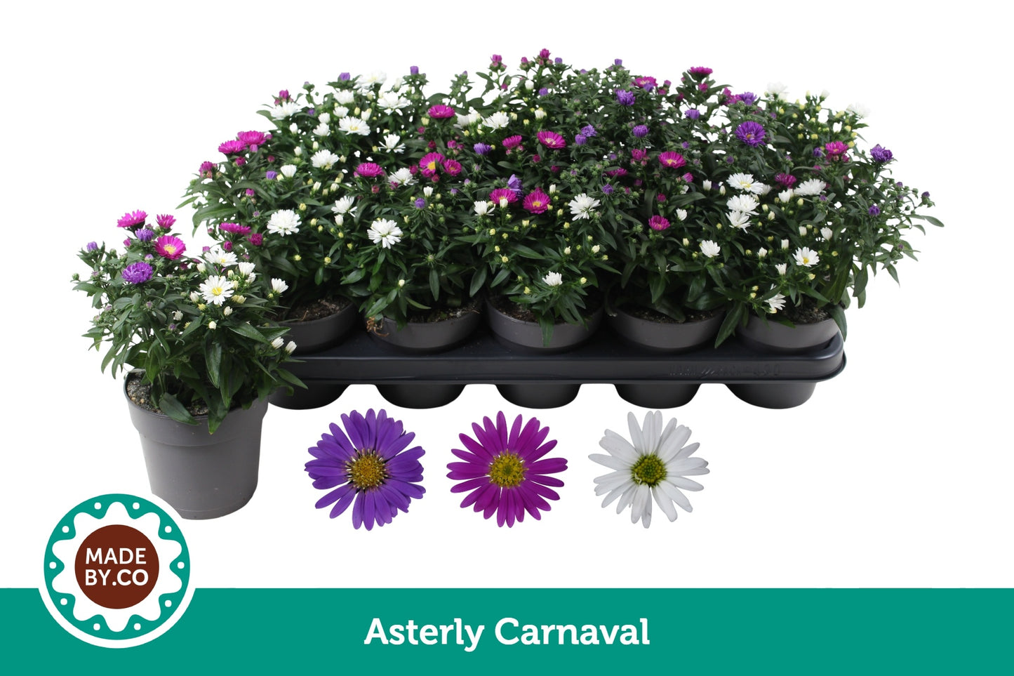 Aster nb. Starletta mix 25cm 12cm Pot
