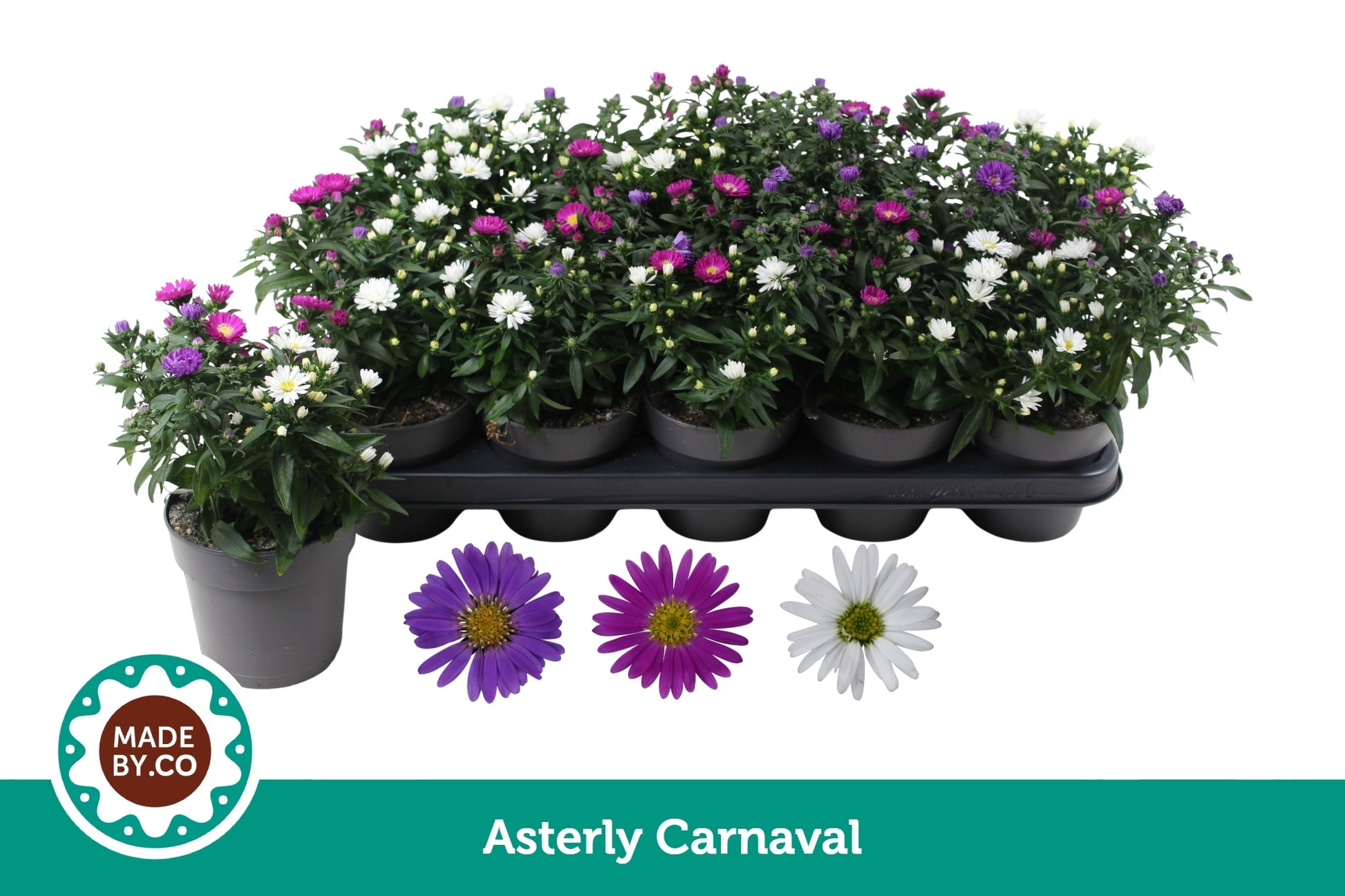 Aster nb. Starletta mix 25cm 12cm Pot