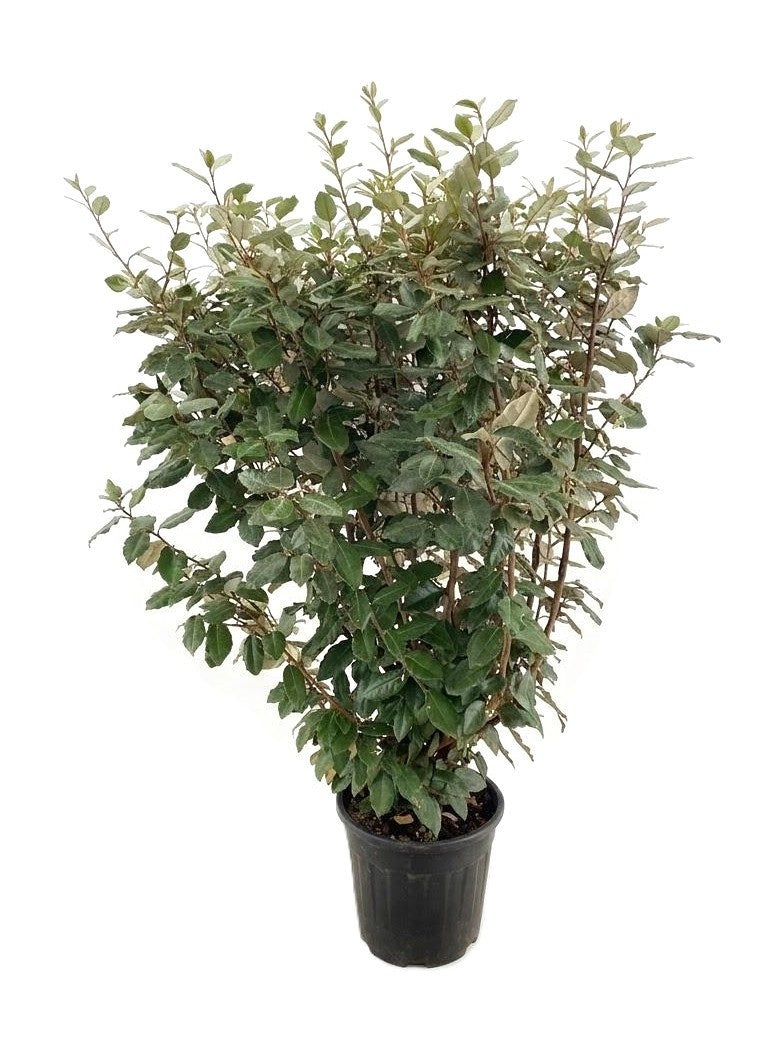 Elaeagnus ebbingei 125cm 30cm Pot